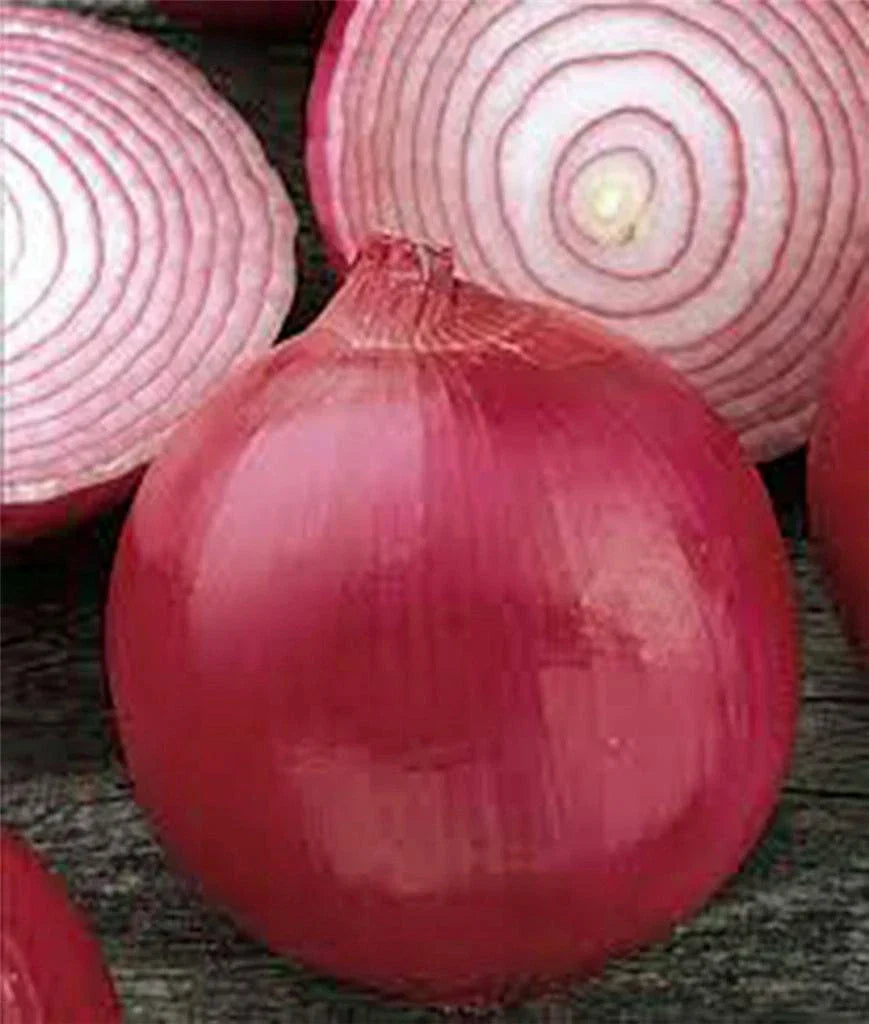 Onion Seeds – 500 Count, Short Day Burgundy Red Heirloom, Non-GMO, Allium cepa, Vegetable Garden Seeds