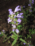 Moldavian Dragon's Head Seeds - 50+ Herb Seeds - Dracocephalum moldavica - Blue-Purple Flowers, Fragrant Leaves