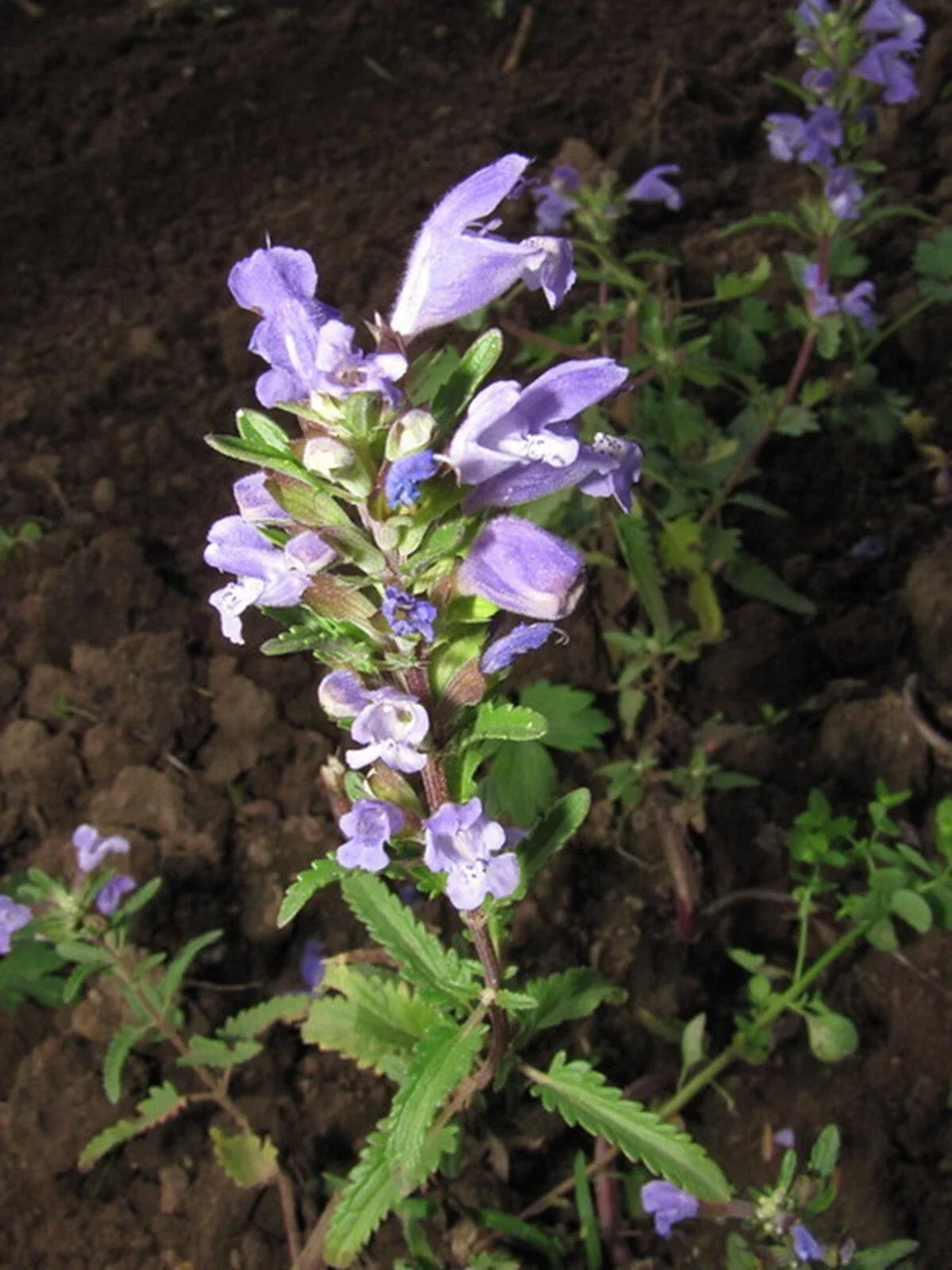 Moldavian Dragon's Head Seeds - 50+ Herb Seeds - Dracocephalum moldavica - Blue-Purple Flowers, Fragrant Leaves