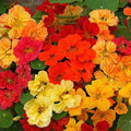 Nasturtium Seeds - Whirlybird Double Mix - Dwarf Multicolor Edible & Fragrant - Tropaeolum majus, 25 Seeds