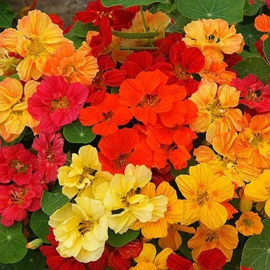 Nasturtium Seeds - Whirlybird Double Mix - Dwarf Multicolor Edible & Fragrant - Tropaeolum majus, 25 Seeds