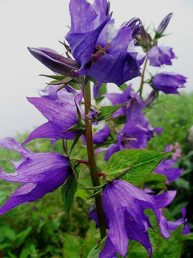 Campanula Latifolia Seeds - Great Bellflower Lavender-Blue Perennial Garden Flower 203 Seeds