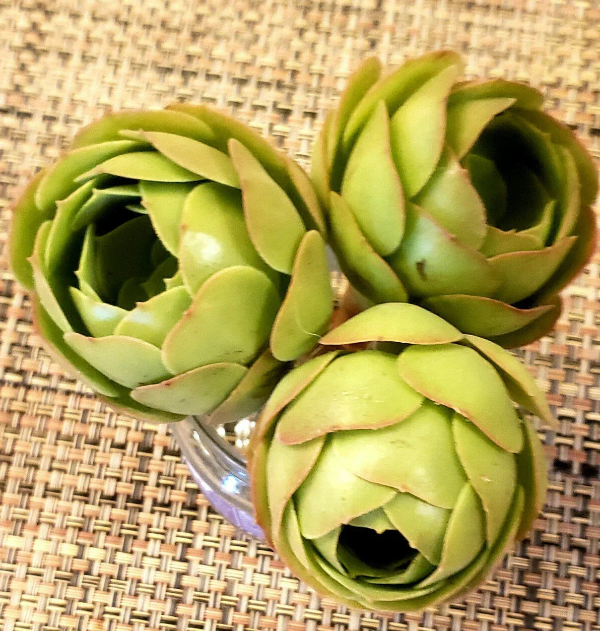 Aeonium Spp Cutting - 2" Rosette Succulent for Propagation & Indoor Decor