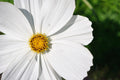 Cosmos Seeds - 210 Count - White Psycho Annual Flower - Cosmos bipinnatus - Easy to Grow, Pollinator Attracting, Drought Tolerant