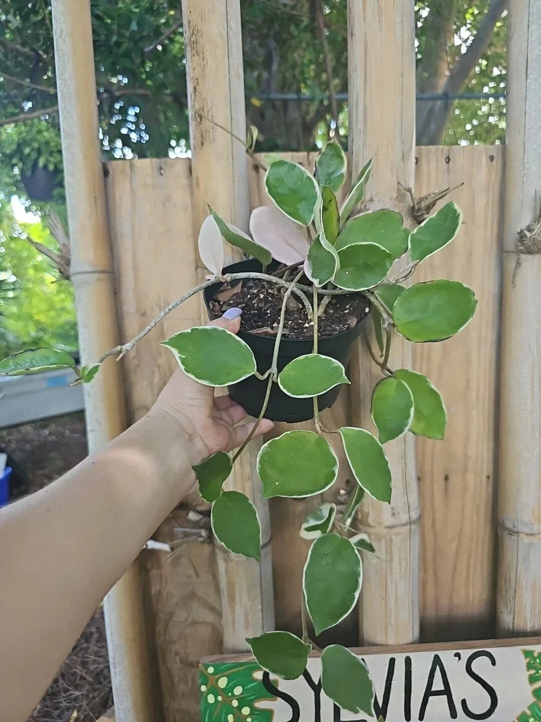 Hoya Carnosa Krimson Queen Live Plant in 6-Inch Pot, Variegated Indoor Houseplant, Trailing Climber, Fragrant Flowers