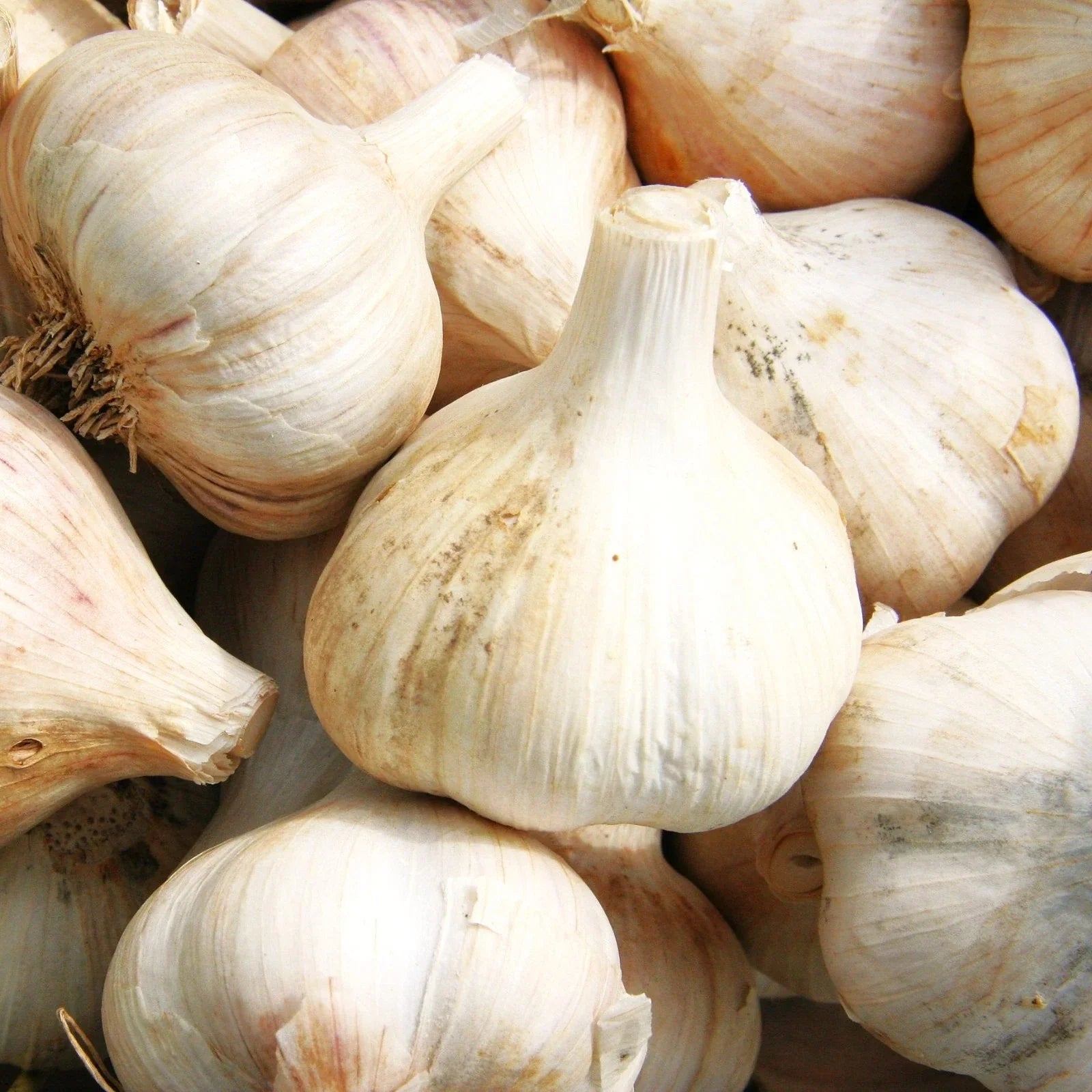 Music Hardneck Garlic Bulbs - Porcelain White Allium sativum - 2025 Planting, Culinary Garlic, Hardy, Heirloom, Garden