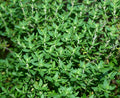 Thyme Herb Seed Pack - 750+ Organic Thymus vulgaris Culinary Seeds for Cooking & Garden