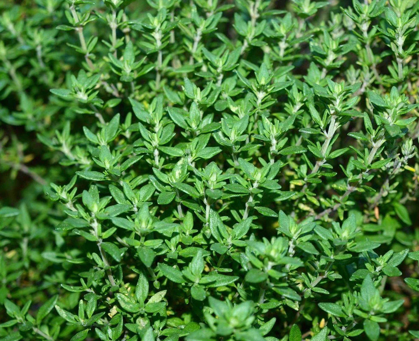 Thyme Herb Seed Pack - 750+ Organic Thymus vulgaris Culinary Seeds for Cooking & Garden