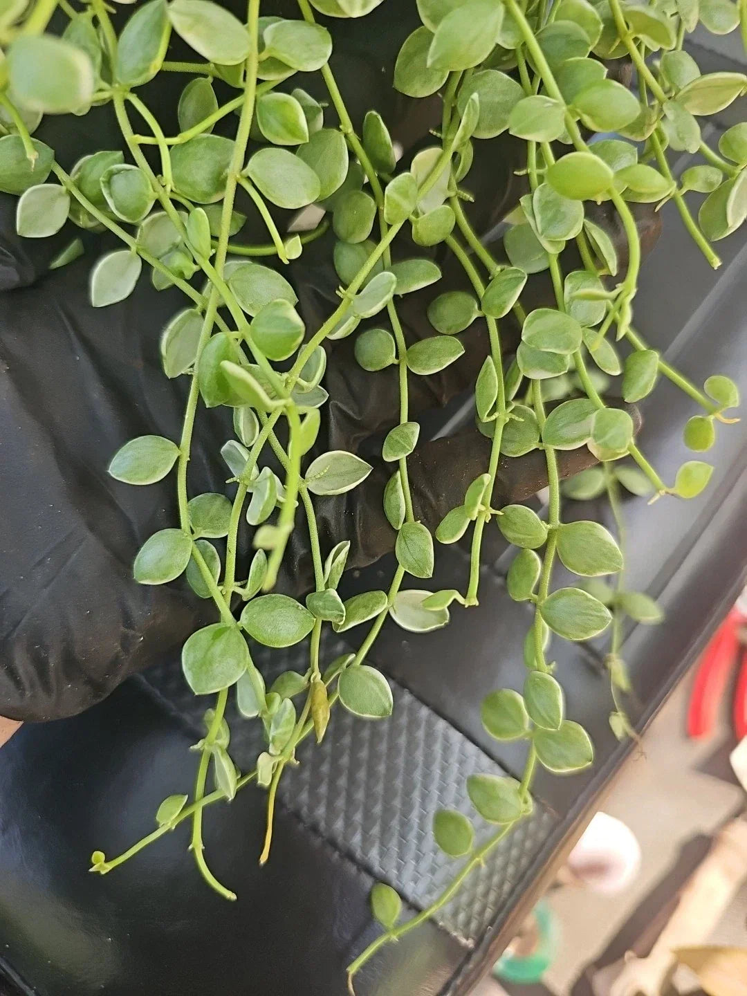 Dischidia Nummularia Pebble Beach Variegated Cutting 5" - Indoor Trailing Plant