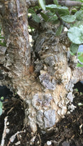 Cork Bark Portulacaria Succulent Cuttings - 6 pcs, Dwarf Jade Bonsai, Portulacaria afra, Indoor & Outdoor Gardening