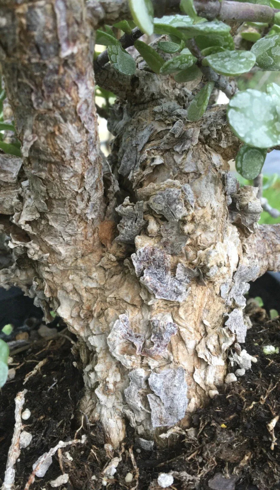 Cork Bark Portulacaria Succulent Cuttings - 6 pcs, Dwarf Jade Bonsai, Portulacaria afra, Indoor & Outdoor Gardening