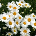 Shasta Daisy Seeds - Heirloom Chrysanthemum Maximum Perennial for Cut Flowers - Leucanthemum × superbum
