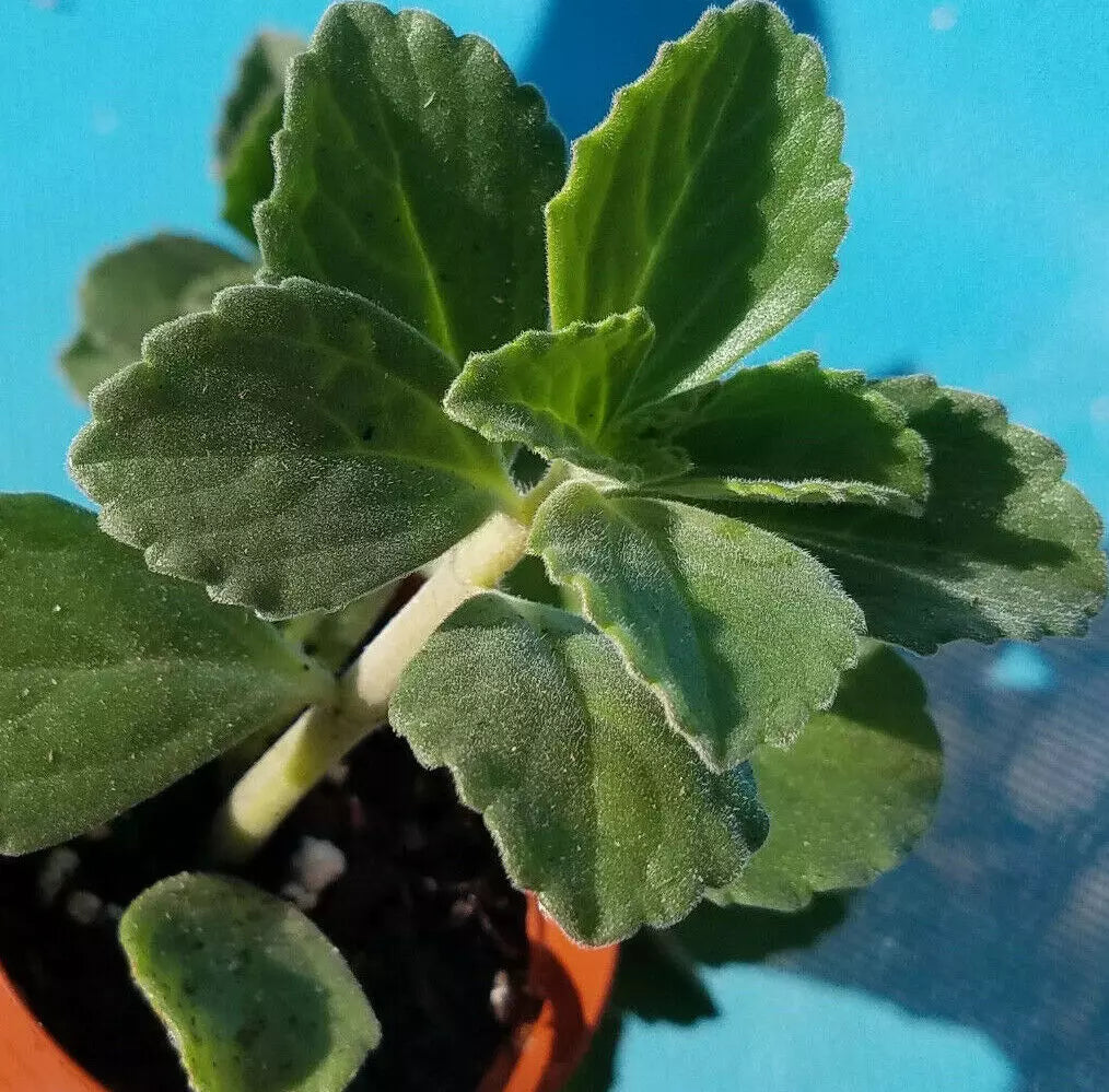 Plectranthus Neochilus Cuttings - 5x Fuzzy Lobster Flower Swedish Ivy Spur Plant Propagation