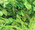 Upland Cress Seeds – Non-GMO, Barbarea verna, 500+ Pack for Gardening, Salad Greens, Container & Indoor Growing