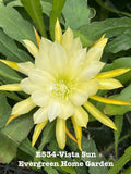 Rooted Epiphyllum Orchid Cactus 4-Inch Starter Pot, Vista Sun, Epiphyllum oxypetalum, Indoor Houseplant, Trailing Cactus