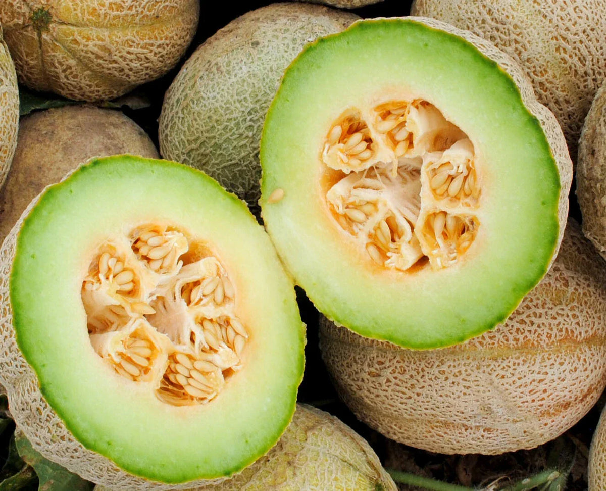 Rocky Ford Cantaloupe Seeds – 50+ Green Flesh Eden Gem Melon Cucumis melo – Premium Open-Pollinated Seed Pack