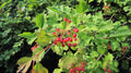 American Highbush Cranberry Seeds - Viburnum trilobum - Deciduous Shrub for Gardens & Wildlife