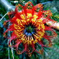 Banksia ericifolia "Little Eric" Tree Seeds – Rare Australian Native Flowering Seeds for Garden, Drought-Resistant, Showy Flowers