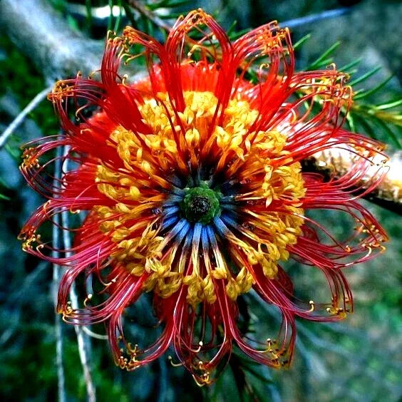 Banksia ericifolia "Little Eric" Tree Seeds – Rare Australian Native Flowering Seeds for Garden, Drought-Resistant, Showy Flowers