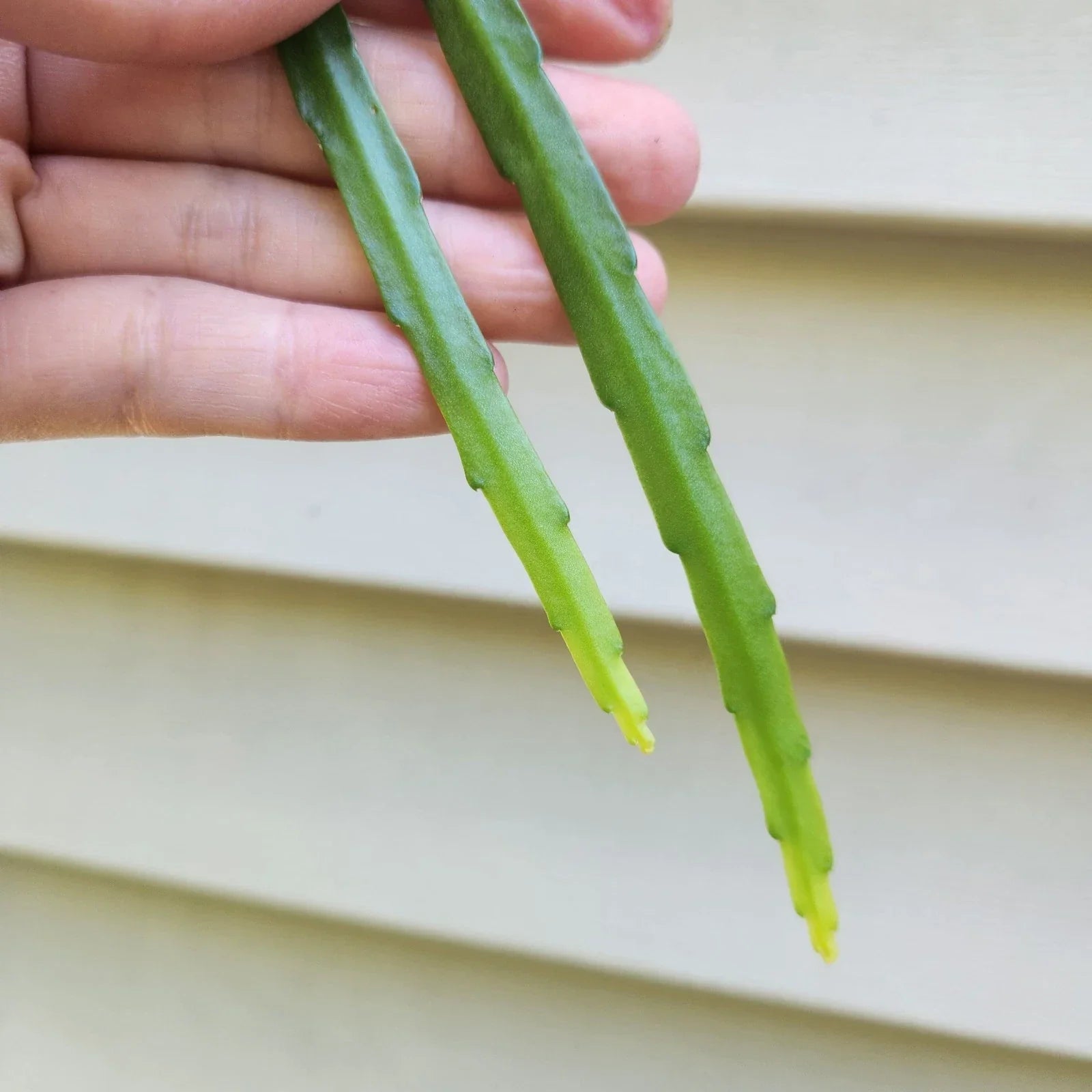 Lepismium bolivianum Cuttings – 2 Fresh 6-Inch Trailing Cactus Propagation for Indoor Garden