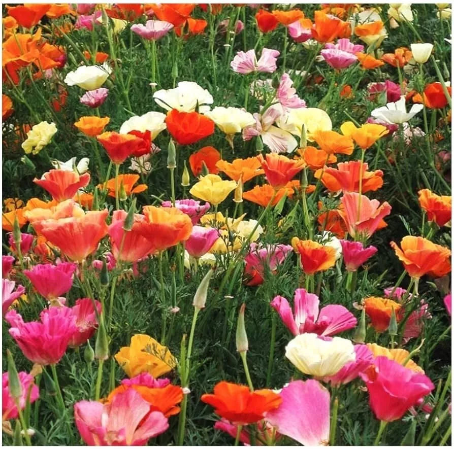 California Poppy Seeds - Eschscholzia californica - 250+ Mission Bells Flower Seeds for Gardens, Borders, and Containers