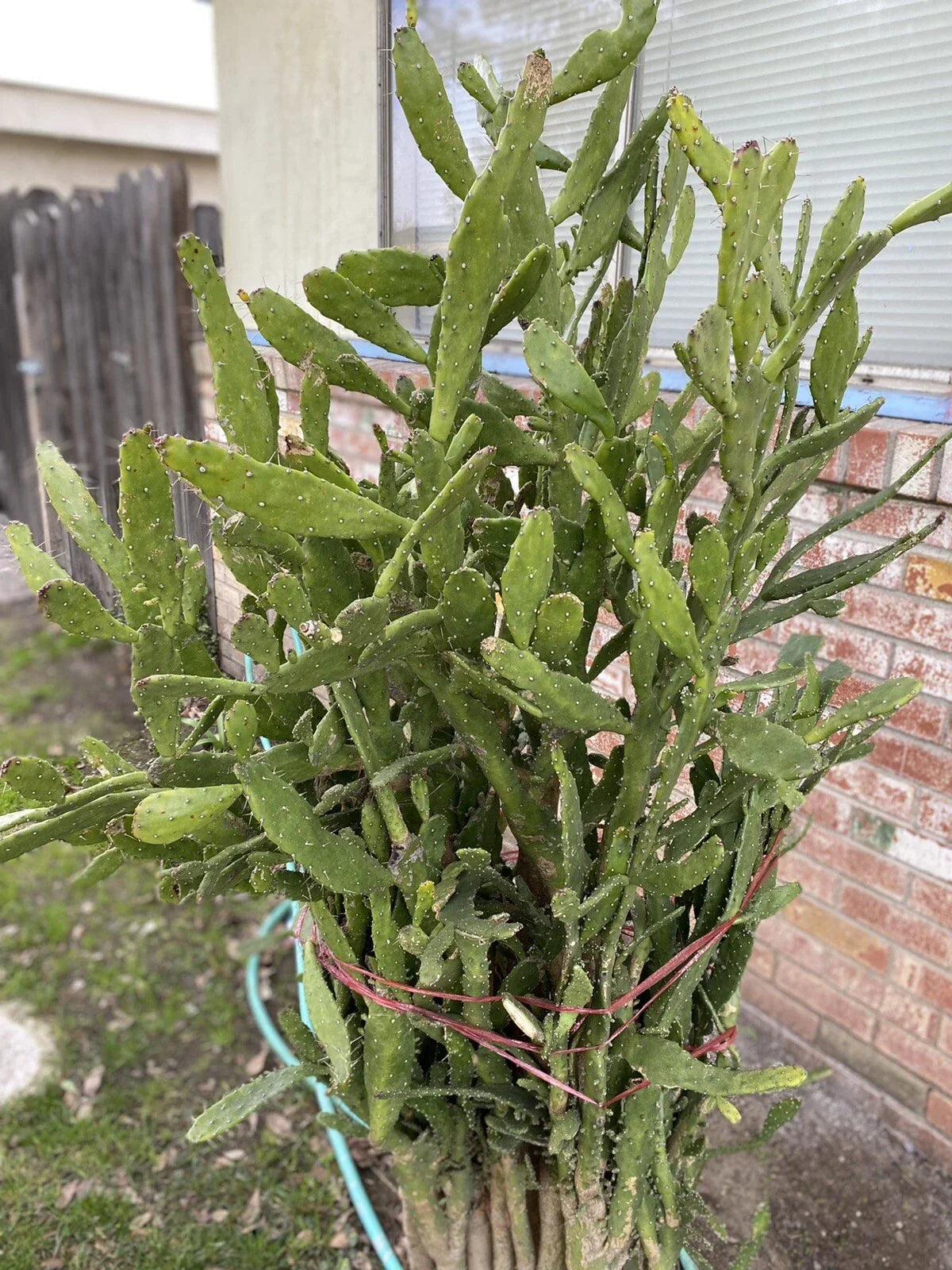 Opuntia monacantha Cuttings - Joseph's Coat Cactus Succulent Plant, Drooping Prickly Pear, Multi-Color Pads, 5 Pack