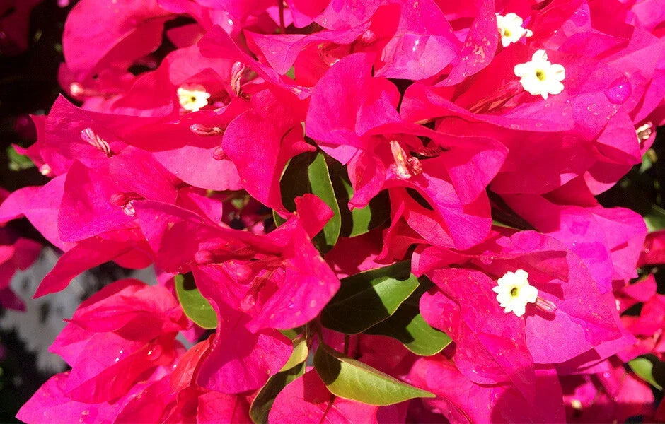Bougainvillea Starter Plant - VERA LYNN Variety - Live Plug for Gardens & Landscaping - Bougainvillea glabra