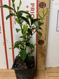 Camellia sinensis Tea Plant Starter - 3-Inch Green Tea Bush for Home Garden, Edible Herb, Evergreen Shrub