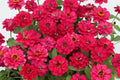 Profusion Double Hot Cherry Zinnia Seeds – 100+ Pack, Vibrant Red Blooms, Zinnia elegans, Summer Flower Seeds for Garden, Pollinator Attracting
