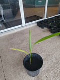 Cuban Royal Palm Tree Live Plant 22 in Roystonea regia Bare Root Tropical Indoor Outdoor Palm
