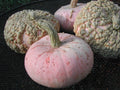 Pumpkin Seeds - Galuex De Eysines Heirloom Cucurbita pepo Non-GMO Fresh Seeds for Gardening & Cooking