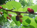 Organic Raspberry Mint Cherry Mulberry Herbal Tea Leaves - Dried Leaves for Natural Wellness & Refreshing Beverages