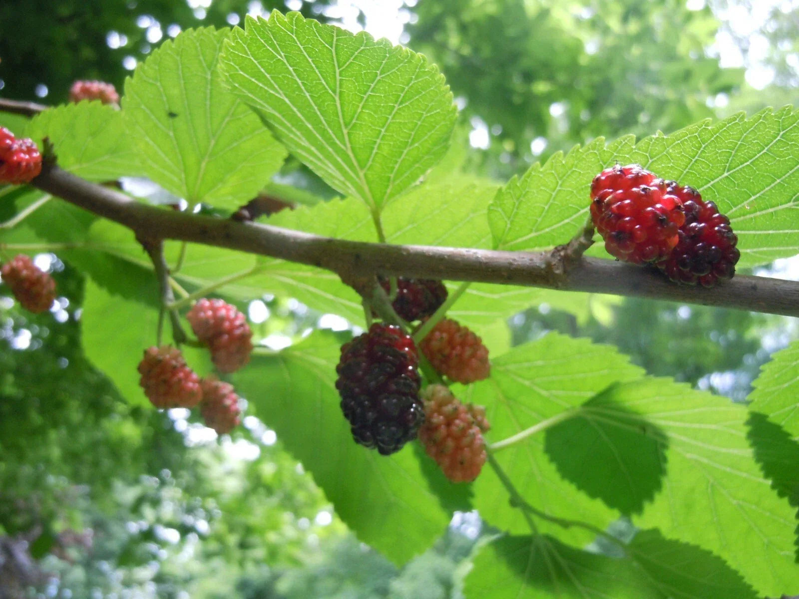 Organic Raspberry Mint Cherry Mulberry Herbal Tea Leaves - Dried Leaves for Natural Wellness & Refreshing Beverages