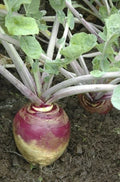 Rutabaga Seeds Bulk 168,000 American Purple Top Heirloom Brassica napus Vegetable Gardening