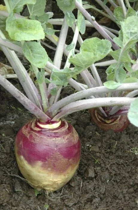 Rutabaga Seeds Bulk 168,000 American Purple Top Heirloom Brassica napus Vegetable Gardening