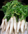 Radish Seeds 1000 Count Japanese Minowase Daikon Raphanus sativus Non-GMO Heirloom
