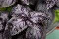 Dark Opal Basil Seeds - Non-GMO Purple Herb Seeds for Gardening & Cooking