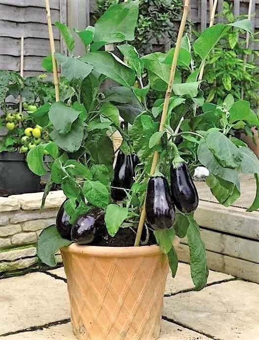 Black Beauty Eggplant Seeds - Heirloom Organic Non-GMO Pack of 100+ Solanum melongena Vegetables