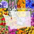 Wildflower Seed Mix 1/4 Pound Bulk Washington Western Native Wildflowers Eco-Friendly Gardening