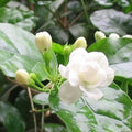 Arabian Jasmine Plant 12" Potted Jasminum sambac Indoor Outdoor Fragrant Flowering Houseplant