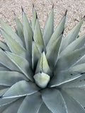 Agave Parryi Var. Couesii Succulent Plant in 6-Inch Pot, Rare Drought-Tolerant Indoor/Outdoor Plant