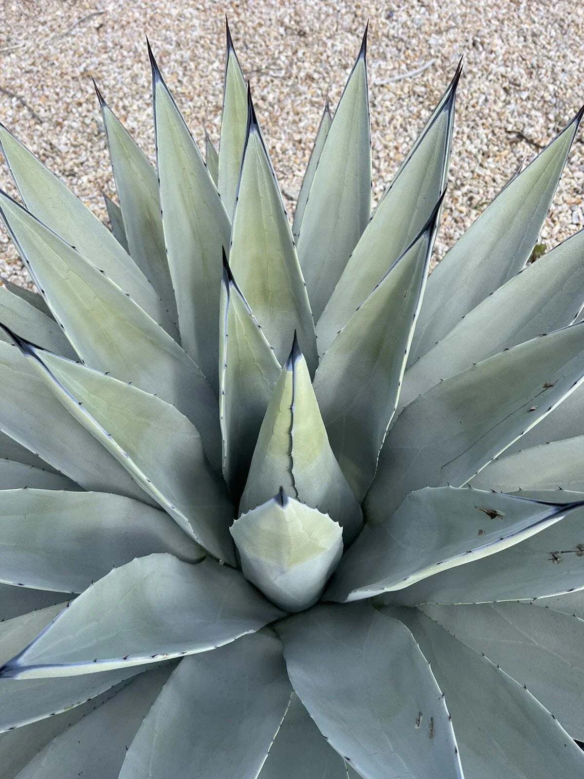 Agave Parryi Var. Couesii Succulent Plant in 6-Inch Pot, Rare Drought-Tolerant Indoor/Outdoor Plant