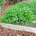 Cilantro Seeds 60+ Count for Herb Garden, Coriandrum sativum, Perfect for Salsa & Summer Container Gardening