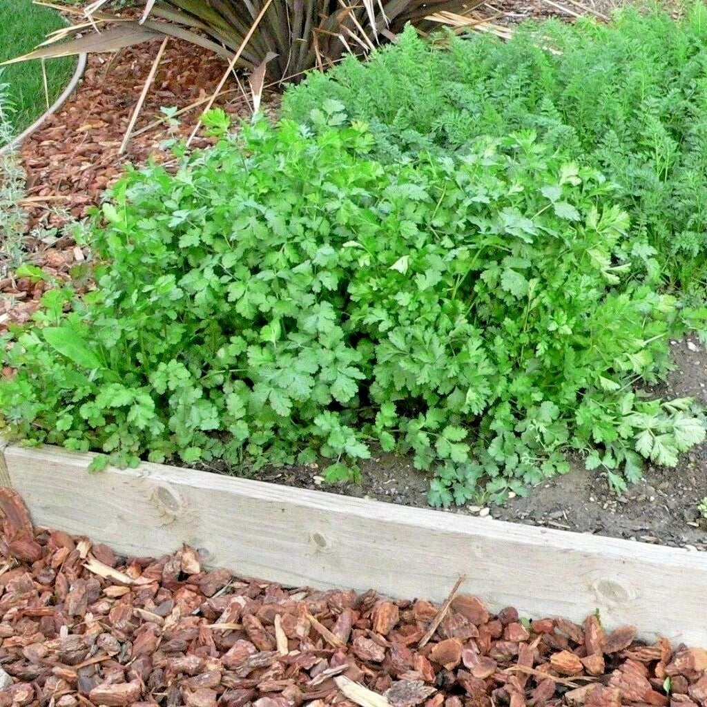 Cilantro Seeds 60+ Count for Herb Garden, Coriandrum sativum, Perfect for Salsa & Summer Container Gardening