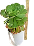 Large Rooted Aeonium Arboreum Succulent Green Rose Plant – Rosette-Shaped, Drought Tolerant, Indoor & Outdoor, Low Maintenance