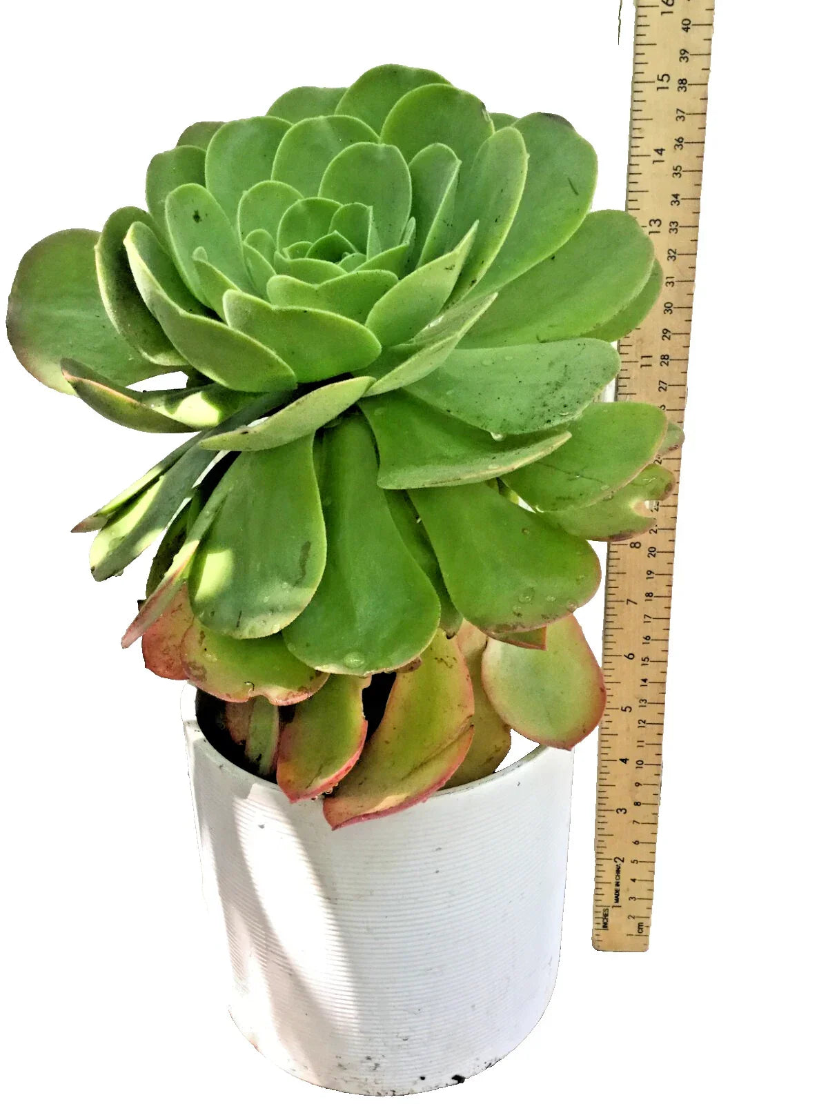 Large Rooted Aeonium Arboreum Succulent Green Rose Plant – Rosette-Shaped, Drought Tolerant, Indoor & Outdoor, Low Maintenance