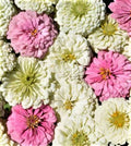 Blushing Bride Zinnia Seeds - 100+ Pink & White Flowering Annual Seeds for Garden, Borders, and Cut Flowers - Zinnia elegans
