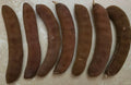 Texas Ebony Tree Seed Pods with Seeds | Ebenopsis ebano Bonsai & Landscaping Supplies