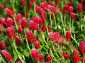 Crimson Clover Seeds 200+ | Trifolium incarnatum Annual Flower Seeds for Garden, Cover Crop & Soil Fertility