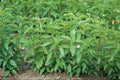 Lime Basil Seeds - 100-1000 Count - Aromatic Citrus Herb - Ocimum basilicum var. citriodorum